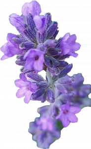 lavendel lavendel