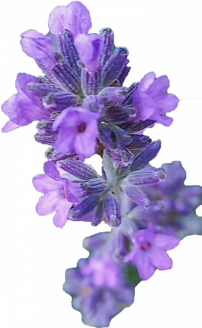 lavendel lavendel